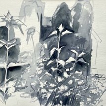 Lou Schellenberg Cup Plants ink and graphite 11 x 14 inches