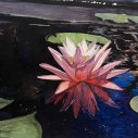 David-Brumbach-Waterlily-_89-acrylic-on-paper-18-x-25.75-inches