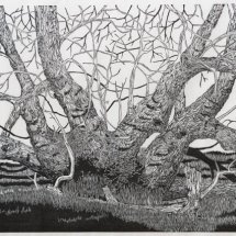 12 Gene Shaw Clump of Box Elder Trees woodcut 26.5 x 41.75 inches