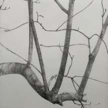 Jeff Geib, Tree Drawing