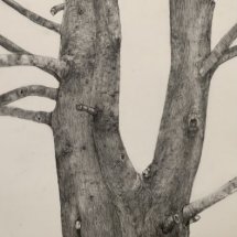Jeff Geib, Tree Drawing
