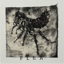 Jeff-Geib-Flea-monotype-5-x-5-inches