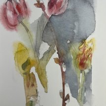 Eva Bender Tulips I watercolor unframed