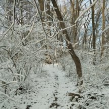 Richard K Kent from the series Patch of Woods Whisper Trail after March Snow Archival Pigment Print 9.75 x 7.75 inches Edition of 30